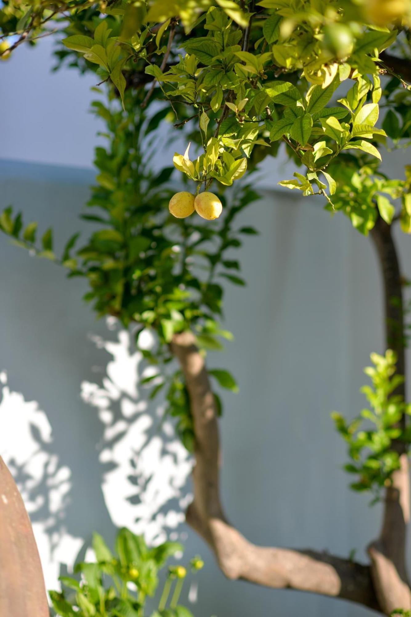 The Green House Alentejo Vila Nova da Baronia 外观 照片